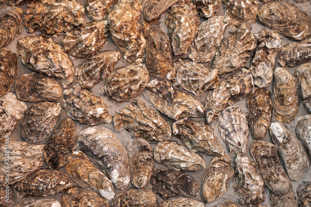 Texture of oyster shells on the wall. Background from mollusk shells embedded in stucco. Texture of oyster shells on the wall. Background from mollusk shells embedded in stucco.
