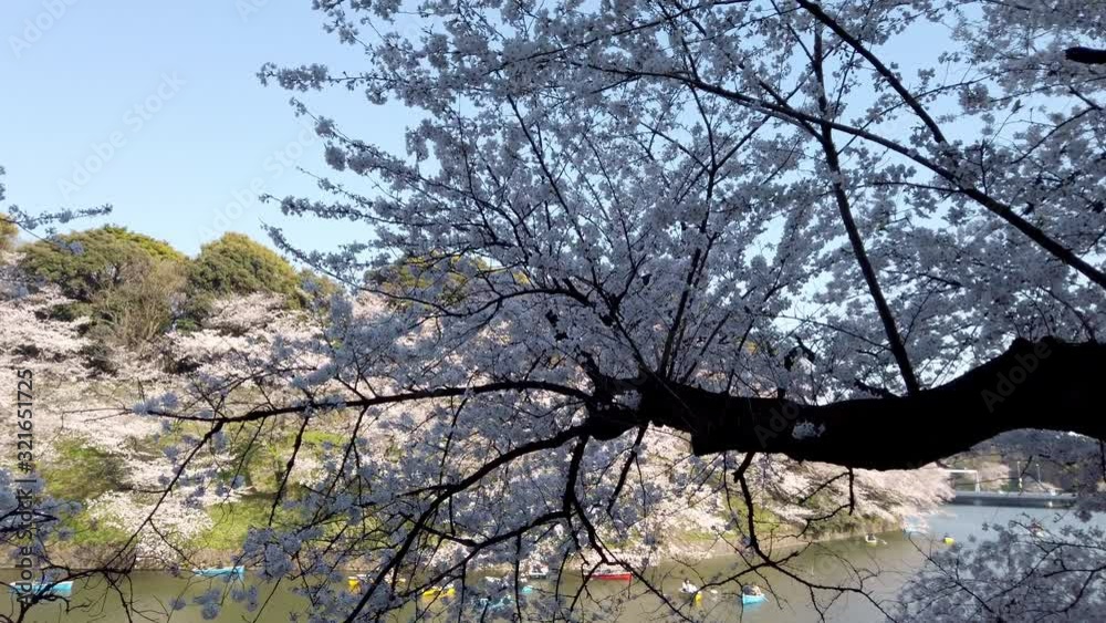 The Chidorigafuchi waterways with lot of boats, view through blossoming cherry (sakura) tree. Tokyo. The Chidorigafuchi waterways with lot of boats, view through blossoming cherry (sakura) tree. Tokyo.