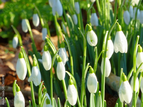 Winter Bunch of Wild snowdrops photo