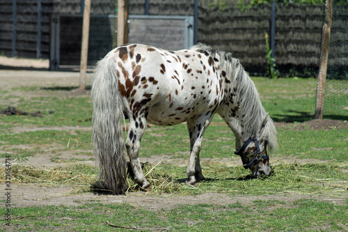 Ponny beim Grasen auf der Wiese