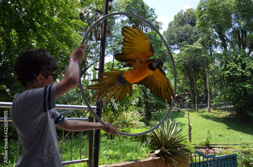 Photography flying parrot in Kuala Lumpur park
