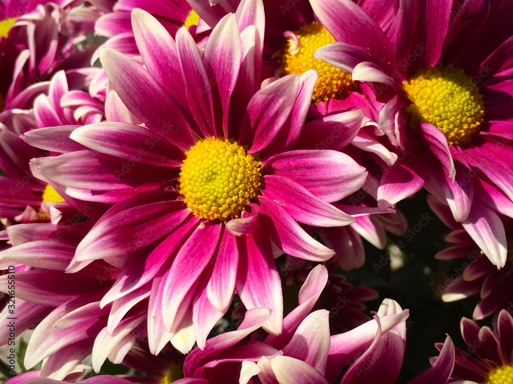Close- up of a pink  chrysanthemum flower.