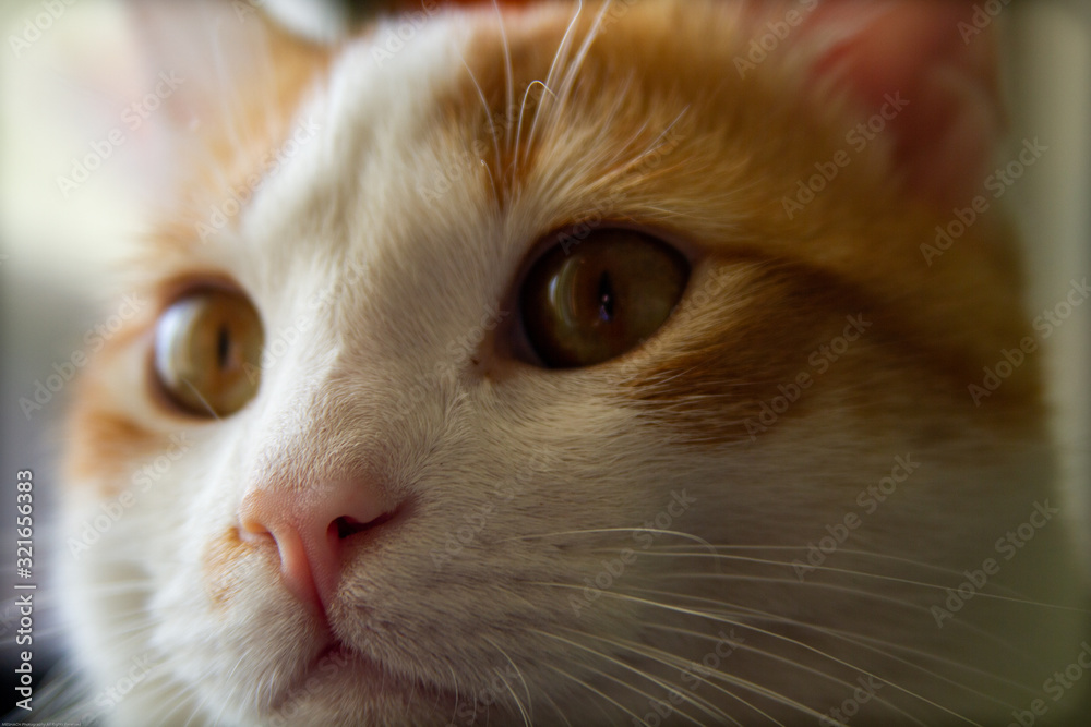 A closeup picture of a cat