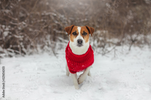 Fototapeta Naklejka Na Ścianę i Meble -  Dog portrait jack russell in snow winter 