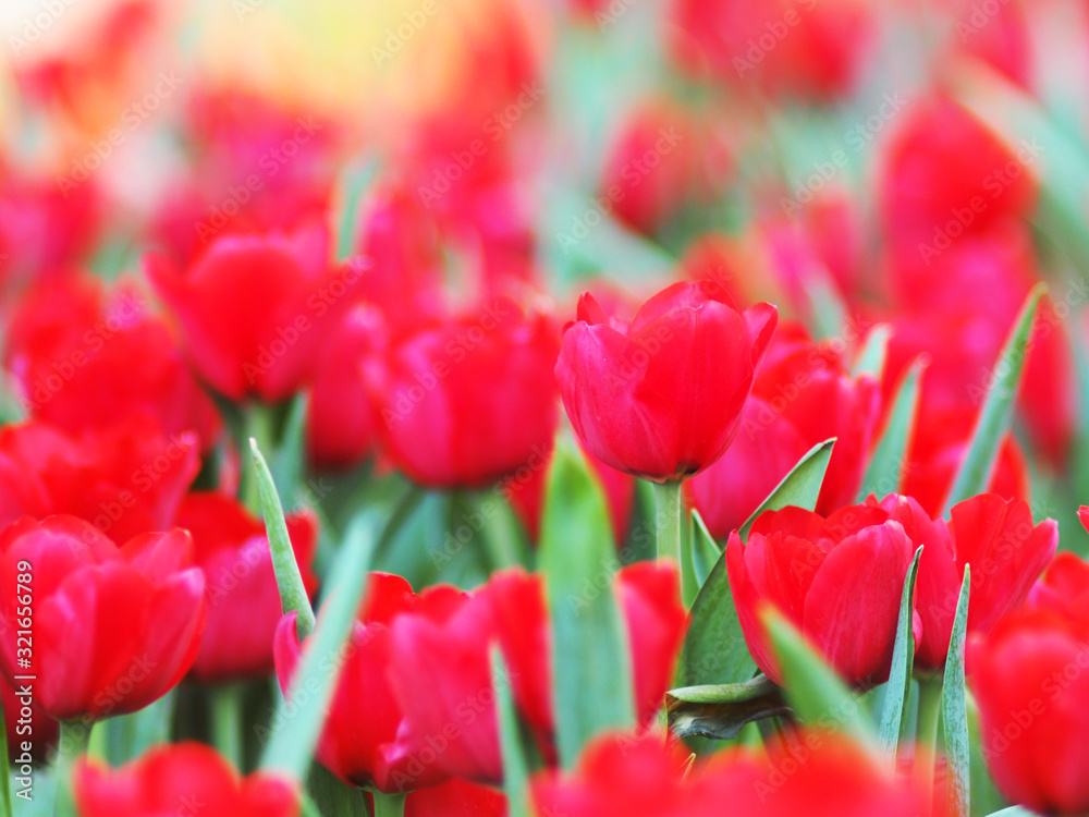 tulip garden blooming on season and filed fill full colorfull of flower tulip garden blooming on season and filed fill full colorfull of flower