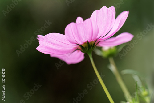 Cosmos bipinnatus - Cosmos flower