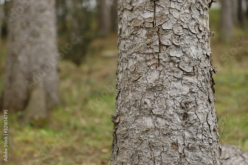 tree
