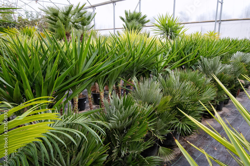 Soft focus green palm flower in pot, garden flower shop.