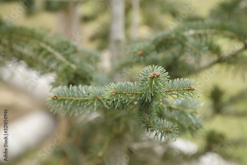 pine tree branch