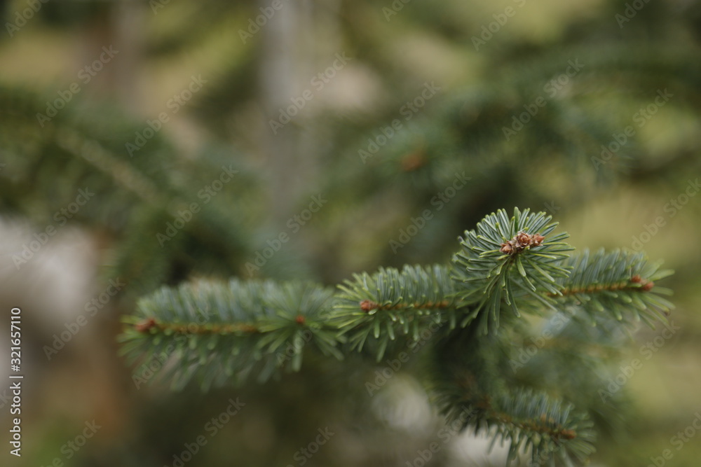 pine tree branch