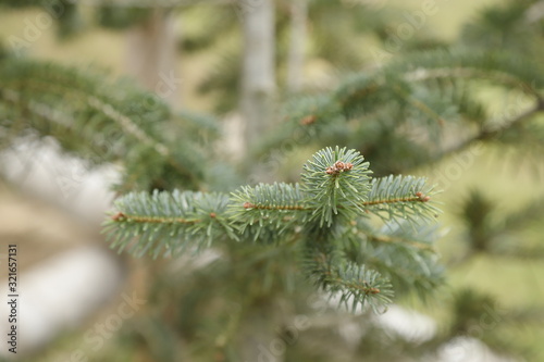 pine tree branch