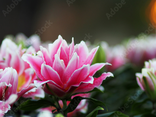 blooming pink lilly in garden 