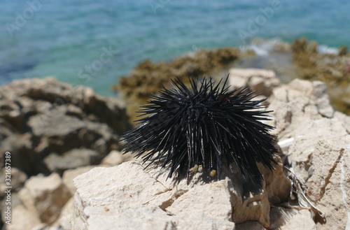 Black sea urchin on a rocks by the Adriatic sea at sunny day in Croatia, Close up of sea urchin spines with sea in the background photo