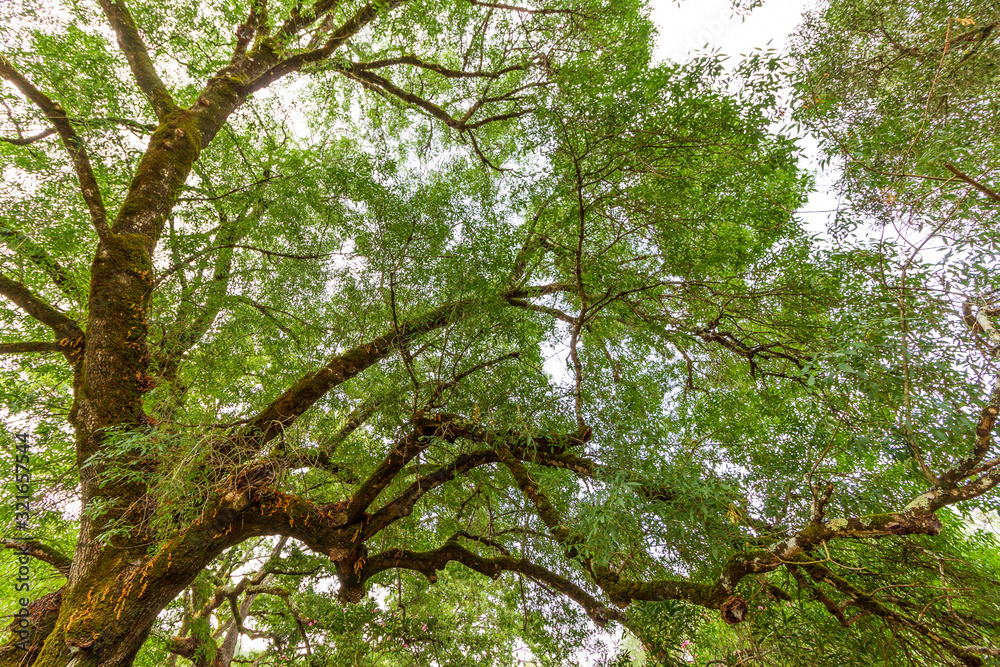 Fototapeta premium the branches of a big tree