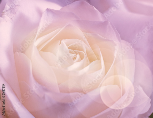 bubbles filtered rose flower close up, soft and airy romantic background
