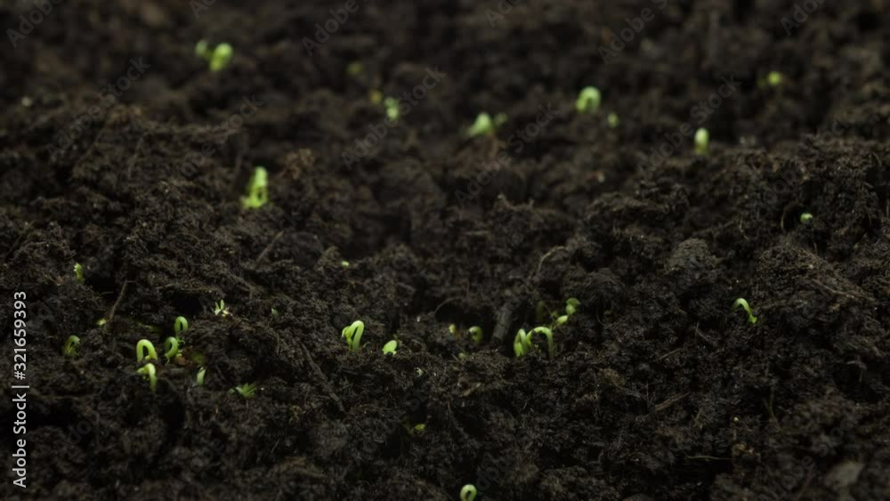 Plants growing from seeds in timelapse, sprouts germination newborn cress salad plant in greenhouse agriculture, close up rapid shot