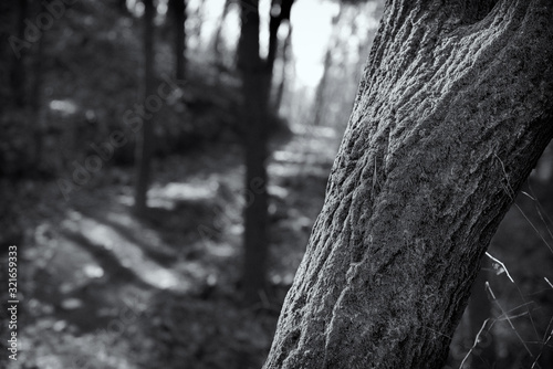 Photography Meandering Forests of the Seoul City Trail
