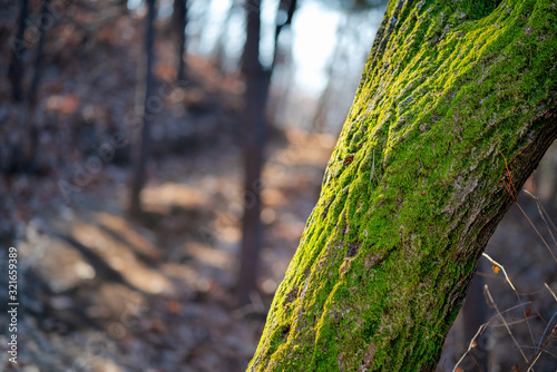 Photography Meandering Forests of the Seoul City Trail