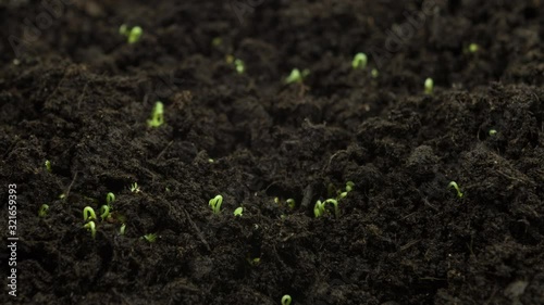Plants growing from seeds in timelapse, sprouts germination newborn cress salad plant in greenhouse agriculture, close up rapid shot photo