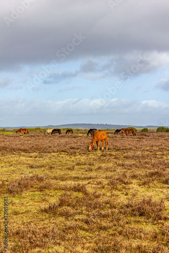 A scenic view of a grassy heartland with colorful bushes and wild horses under a majestic blue sky and white clouds © Dolwolfian