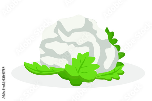 Vector flat illustration of cauliflower on a white background