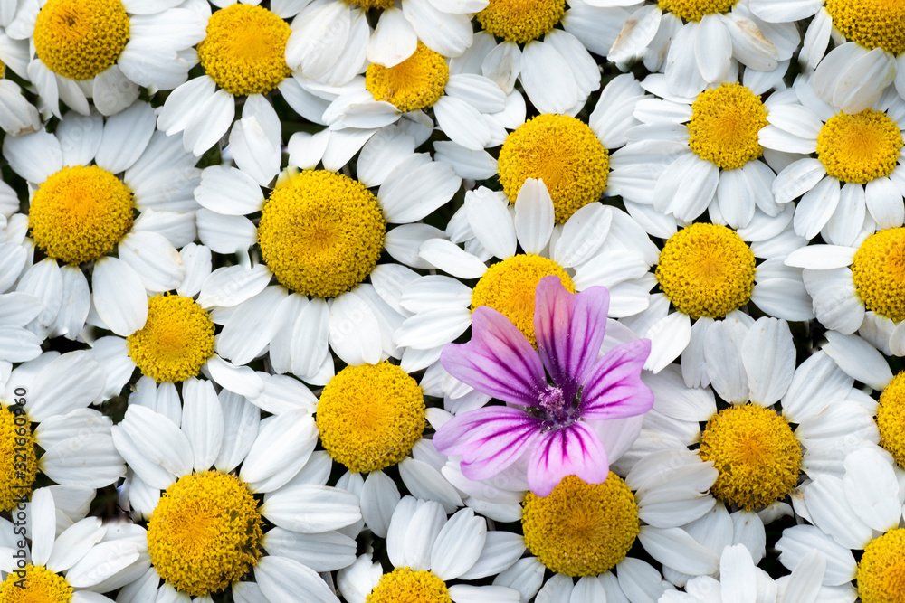 Fototapeta premium daisy flowers arranged next to each other, forming a pattern that repeats itself