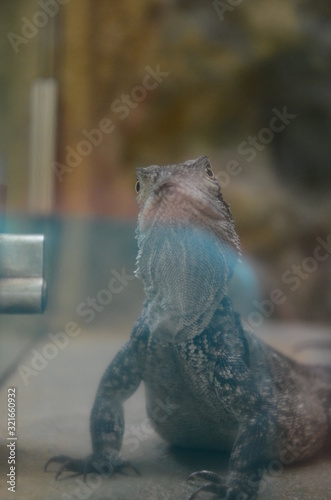 Australian native Jacky Dragon lizard  Amphibolurus muricatus