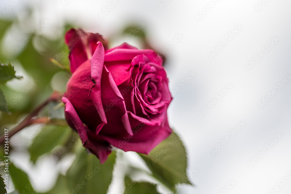 beautiful natural rose flower and open garnet beautiful natural rose flower and open garnet