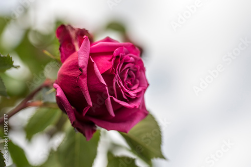 beautiful natural rose flower and open garnet