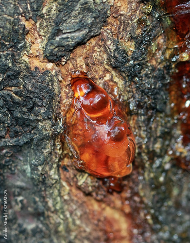 Red resin of a tree, medical raw material photo