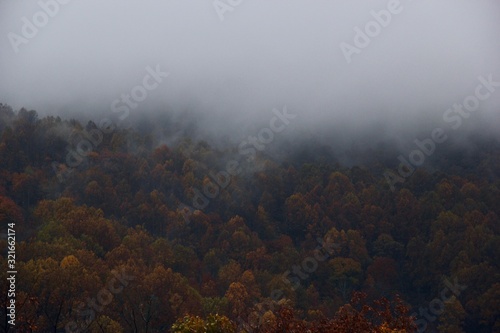 misty woods 