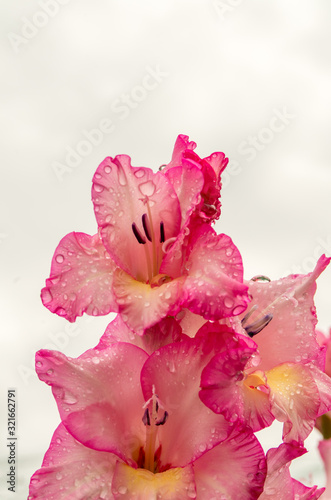 Fototapeta Naklejka Na Ścianę i Meble -  Pink gladiolus, raindrops on flower. Spring Garden with gladiolus.
