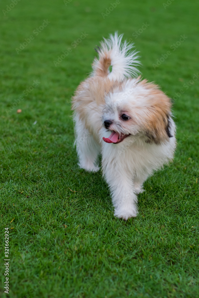 dog lying on grass