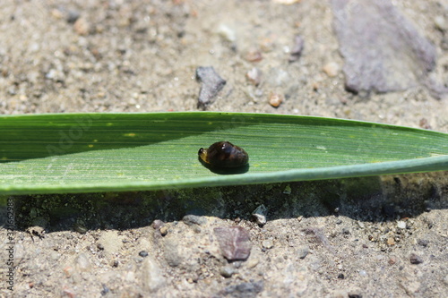 Wheat pest. Larva of the cereal leaf beetle (Oulema melanopus) Lema melanopus . Damaged leaf. photo