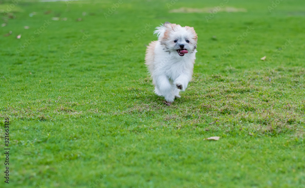 dog running on the green grass