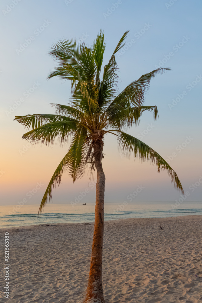 Large palm tree at dawn on the background of the sea