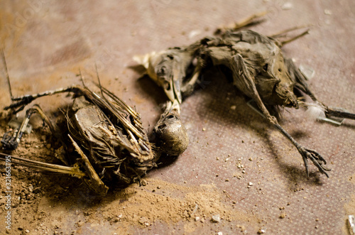 Skeleton of dead birds lying on the floor.