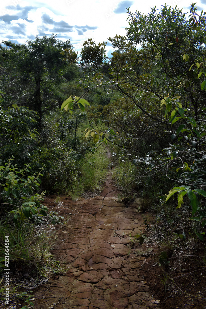 Estrada de terra seca rachada através de floresta de cerrado Estrada de terra seca rachada através de floresta de cerrado