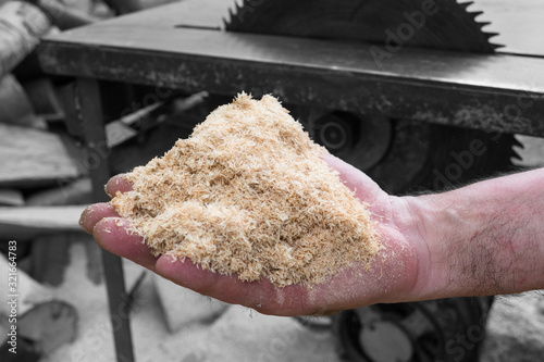 Man holding pile of fresh sawdust in his hand, with chopped wood and circular table saw in the background. Close up of wood shavings. Preparing for winter concept