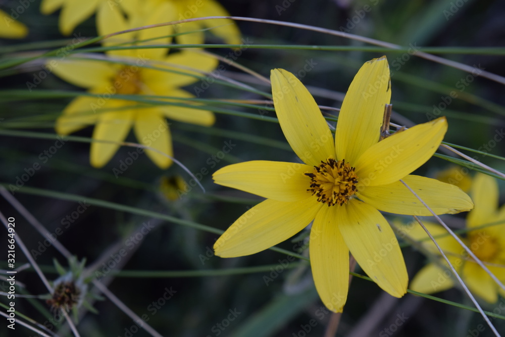 Fototapeta premium una flor y otra flor