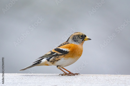 Brambling (Fringilla montifringilla) sitting on a stick on grey