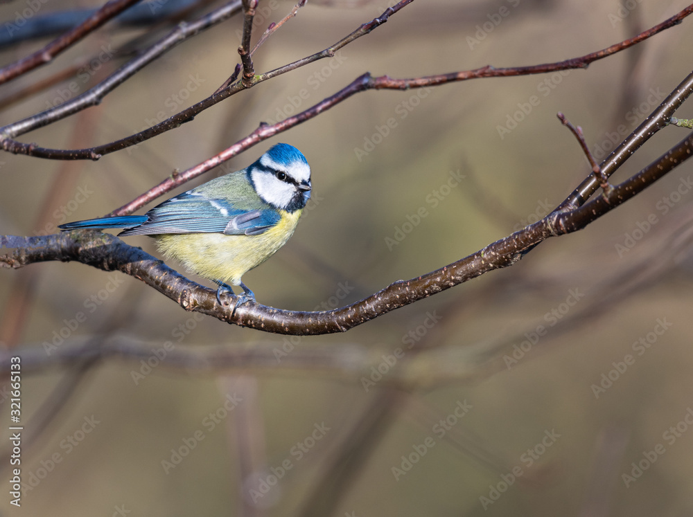 Fototapeta premium Blue Tit