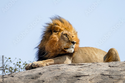 Portrait of a lion resting on a rock in Ngorongoro National Park  Tanzania