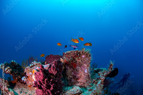 Anthias fish swimming over an underwater wreck