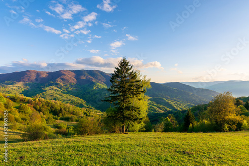 wonderful rural landscape in mountains at sunset. trees on the meadow in green grass in evening light. fluffy clouds on the blue sky. wonderful springtime scenery in evening light