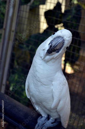 The sulphurcrested cockatoo is a relatively large white cockatoo found in wooded habitats in Australia photo