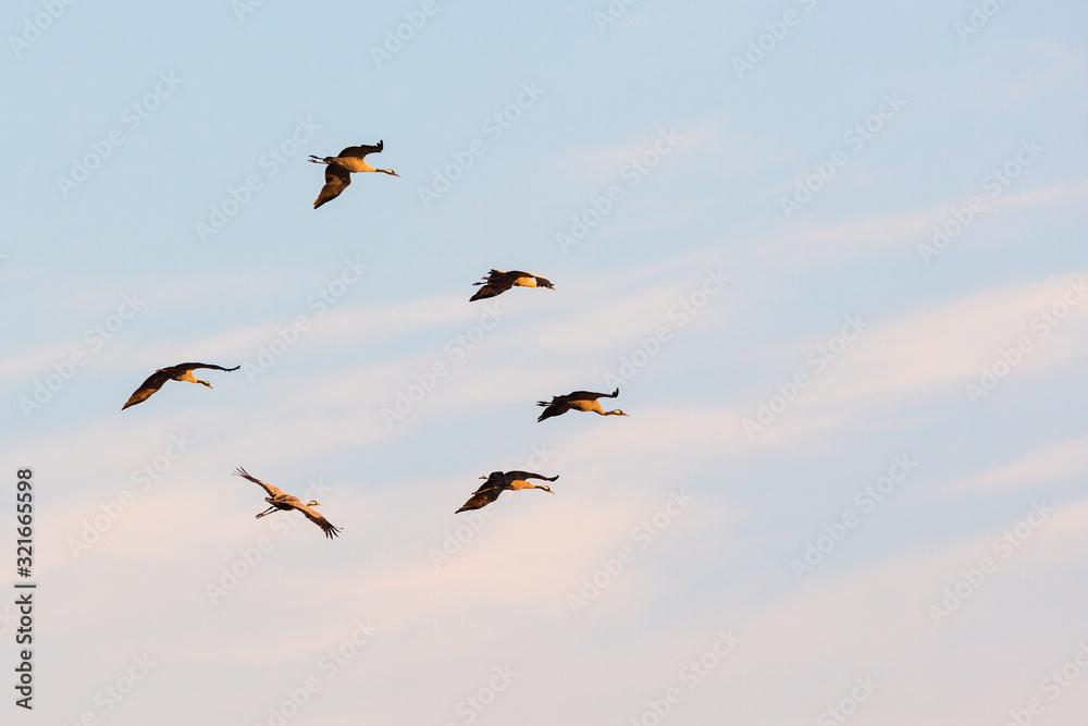 Flock of cranes in the sky