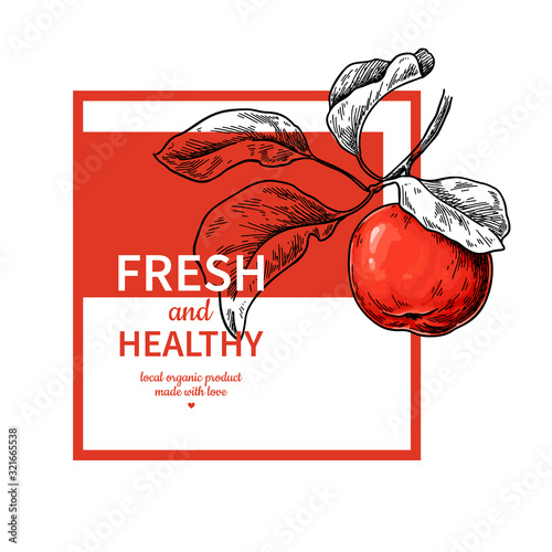 Apple label vector drawing. Fruit engraved template for juice or cider. Hand drawn summer illustration.