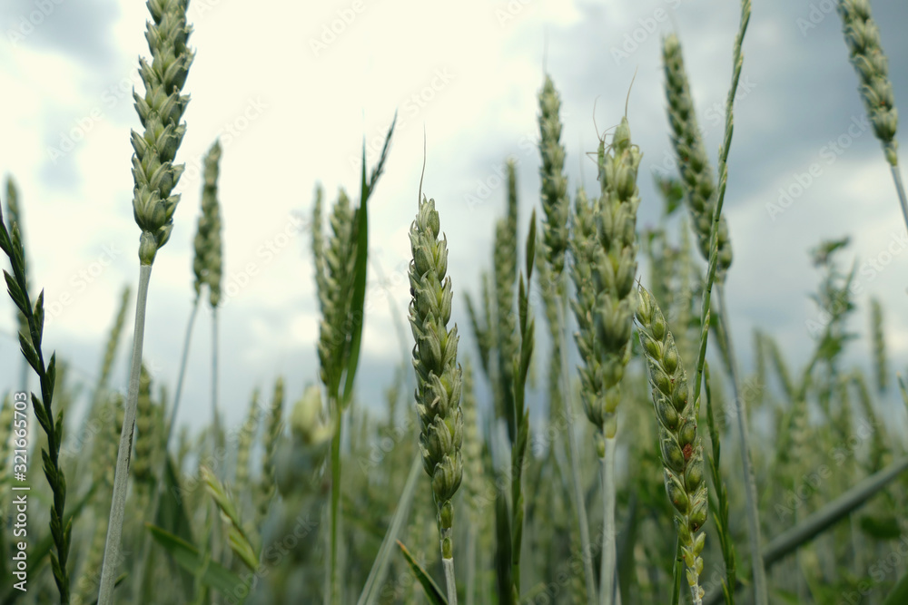 Green common wheat (Triticum aestivum) field on cloudy blue sky in summer. Close up of unripe bread wheat ears, rural landscape