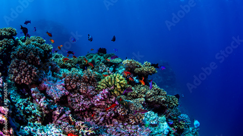 Anthias fish swimming over the reef